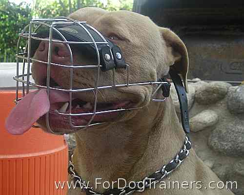 Pitbull *Roy enjoys wearing our Revolutionary Design Wire Dog Muzzle - M9