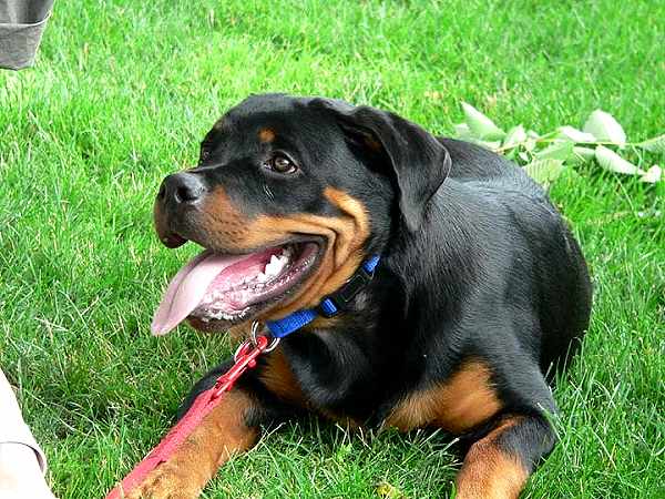 Fashion Leather Dog Leash for Dog Shows, Daily Walks and Training - L3-10mm_2