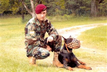 Sergeant Major *Limp wearing our Leather basket dog muzzle - proud owner Travis Brewer