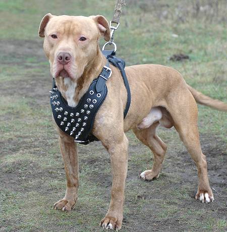 Adjustable Spiked Leather Dog Harness for Pitbull Daily Activity