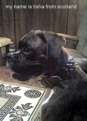 *Tisha is wearing our exclusive - 3 Rows Leather Spiked and Studded Dog Collar -S55