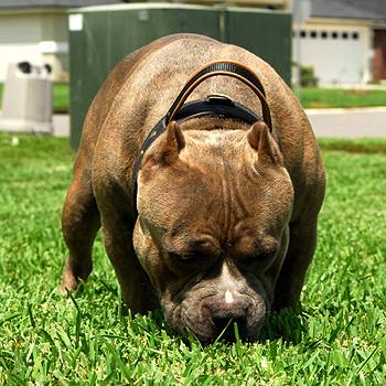 *Tua from Island Pride Bullies is wearing our 2 ply leather agitation dog collar with handle-C33