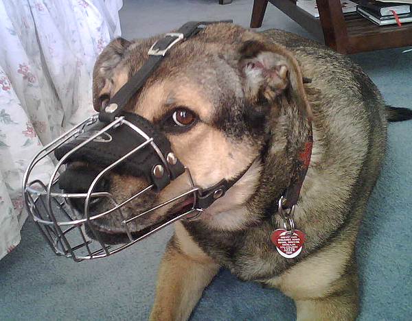 Gorgeous *Ginger wearing our Wire Basket Dog Muzzles Size Chart - M4light