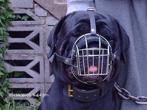 Gorgeous *Jazzell wearing our Wire Basket Dog Muzzles Size Chart - M4light