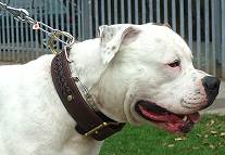 *Boomer wearing our Gorgeous Wide 2 Ply Leather Dog Collar - Fashion Exclusive Design