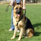 German Shepherd Walking and Tracking Leather Dog Harness