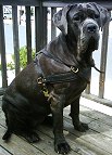 *Neo wearing our exclusive Tracking / Pulling / Agitation Leather Dog Harness For Mastiff H5