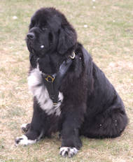 newfoundland leather dog harness with handle