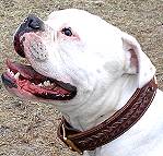*Odin wearing our Gorgeous Wide 2 Ply Leather Dog Collar - Fashion Exclusive Design
