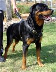 Rottweiler dog harness