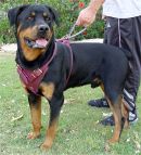 Rottweiler Leather Dog Harness Training Equipment