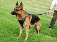 German Shepherd leather dog harness