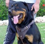 Dog harness for Rottweiler