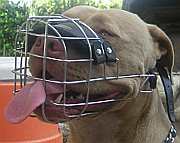 Pitbull *Roy enjoys wearing our Revolutionary Design Wire Dog Muzzle - M9
