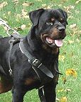 Great Attack Training Leather Canine Harness for Large/Medium Breed Dogs