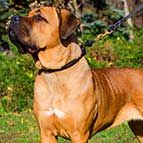 NEW 2018 Exclusive Round leather silent training Cane Corso choke collar