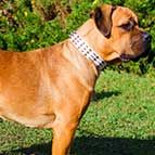 Designer White Leather Cane Corso Collar with Brass Pyramids and Nickel Spikes