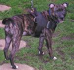 *Tania wearing our exclusive dog harness for tracking / pulling Designed to fit staffordshire bull terrier - H6