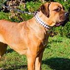 White Leather Cane Corso Collar with Old Nickel Square Studs for Daily Walking - NEW OFFER