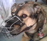 Gorgeous *Ginger wearing our Wire Basket Dog Muzzles Size Chart - M4light