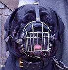 Gorgeous *Jazzell wearing our Wire Basket Dog Muzzles Size Chart - M4light