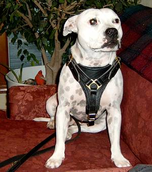 sophie with leather dog harness on