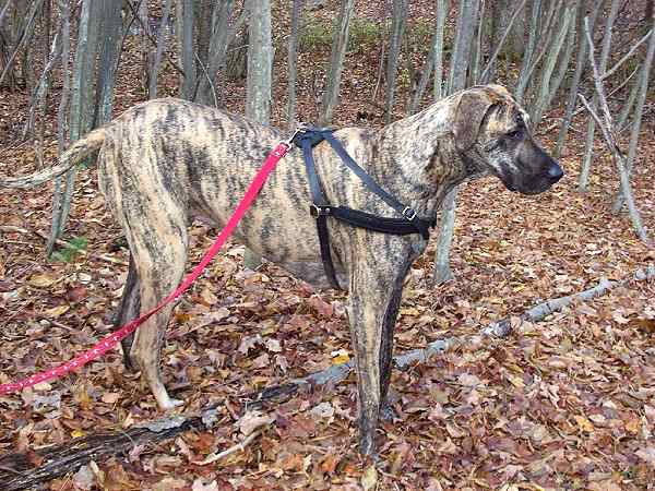 Great Dane dog training pulling harness