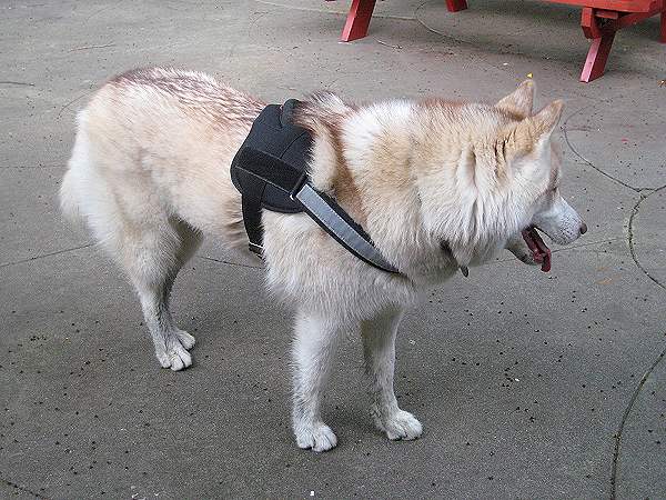 Reflective dog harness