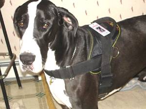 service dog harness