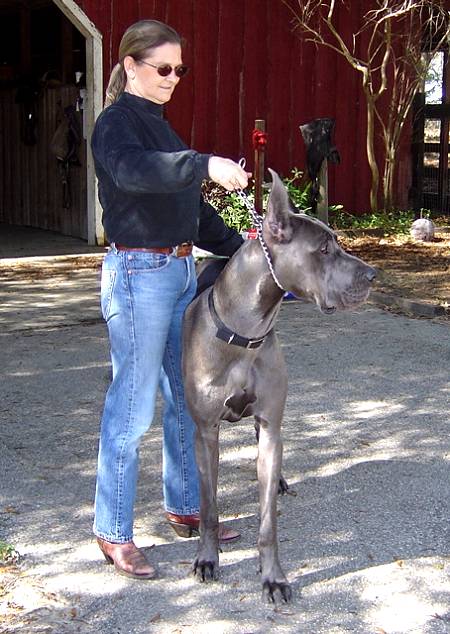 great dane muzzle