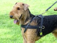 Airedale Terrier leather pulling harness with side d-rings