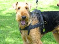 Airedale Terrier leather pulling harness Handcrafted