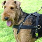 Airedale Terrier leather pulling harness with quick release buckle
