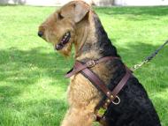 Airedale Terrier leather training harness for pulling work