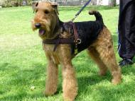 Airedale Terrier leather tracking harness with padded chest plate