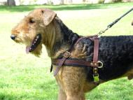 Airedale Terrier Tracking Harness with leash attached