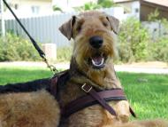 Airedale Terrier leather tracking harness side D-ring for cargo attachment