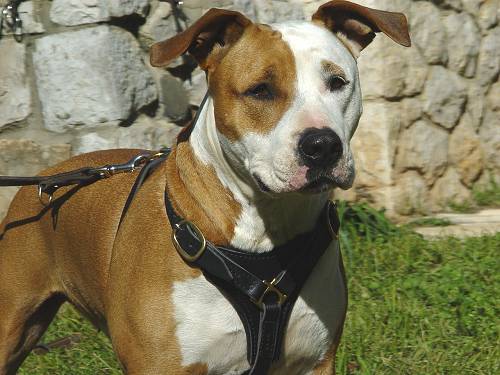 Amstaff with a leather harness on