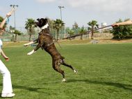 Boxer dog harnesses