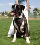 Boxer training dog harnesses