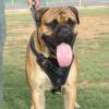 Bullmastiff Attack Training Harness