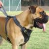 Bullmastiff Adjustable Leather Dog Harness