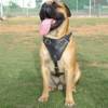 Bullmastiff Protection Training Dog Harness