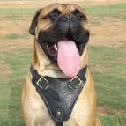 Leather Dog Harness for Bullmastiff