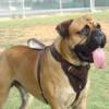 Bullmastiff Agitation Protection DOg Harness