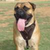 Bullmastiff Dog Training Leather Harness