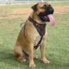 Bullmastiff Leather Dog Harness