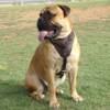 Bullmastiff Heavy Duty Dog Harness