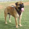 Bullmastiff Police Dog Harness