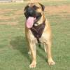 Bullmastiff Agitation Training Harness